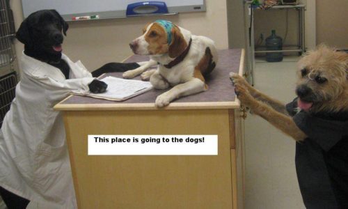 Dogs dressed as veterinary staff with This place is going to the dogs! caption