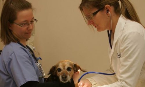 Maxie the dog with veterinarian and staff