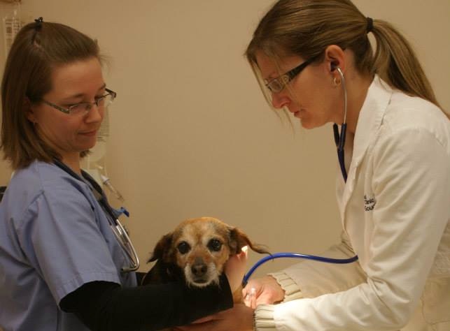 Maxie the dog with veterinarian and staff
