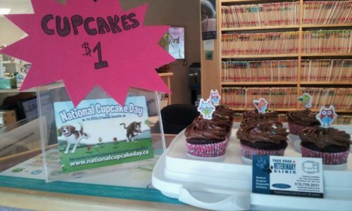 Cupcakes at Park Road Veterinary Clinic