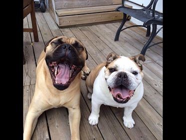 Two dogs smiling