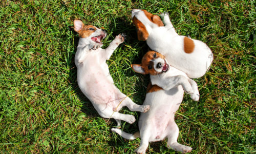 Hot Summer Tips for You & Your Pets