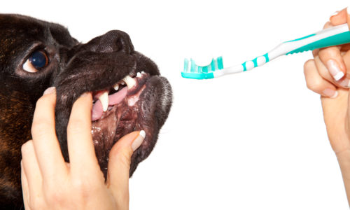 Dog getting its teeth brushed by a person
