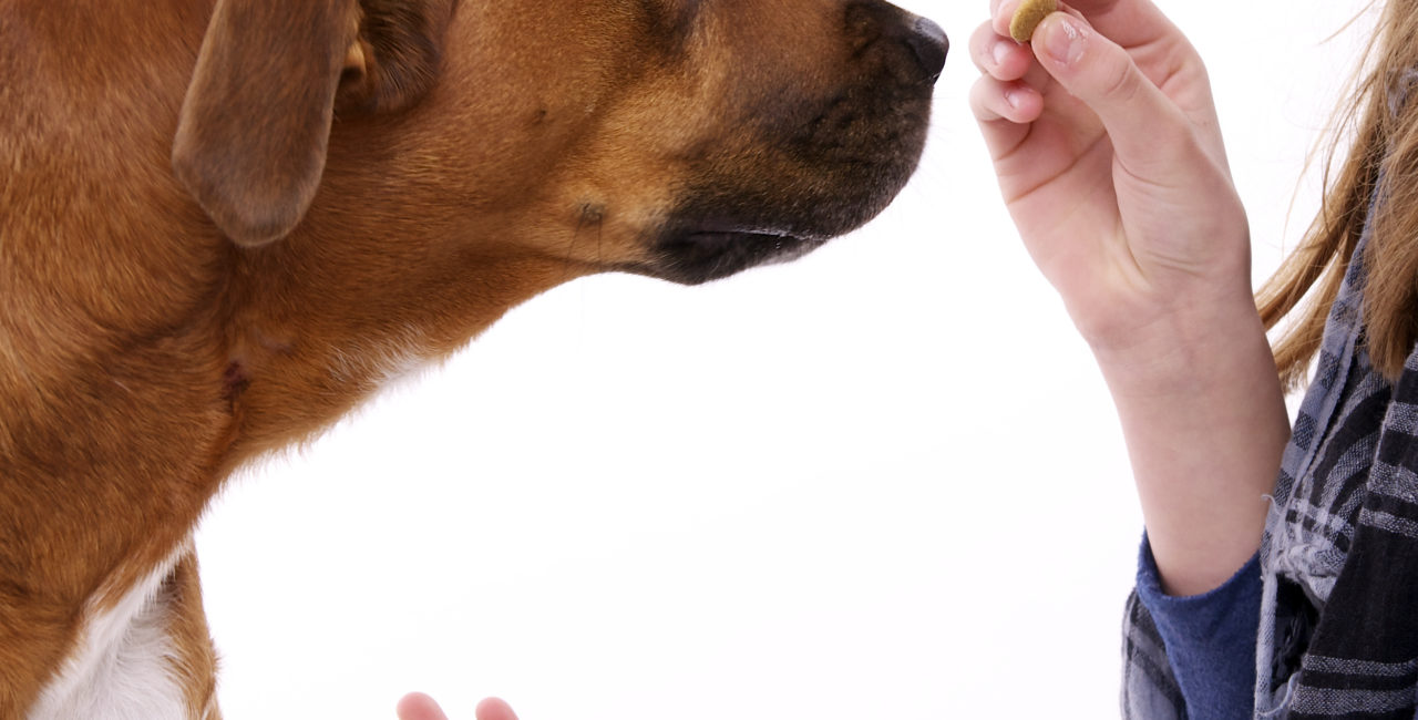 Person holding a treat in front of a dog
