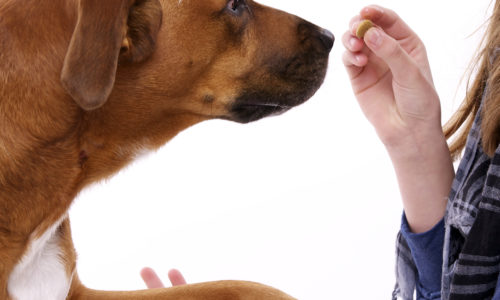 Person holding a treat in front of a dog