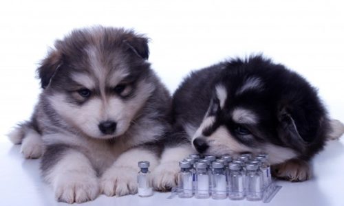 Two puppies with glass vials