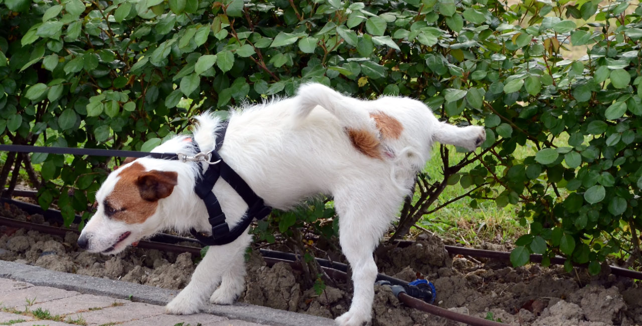Dog peeing outdoors