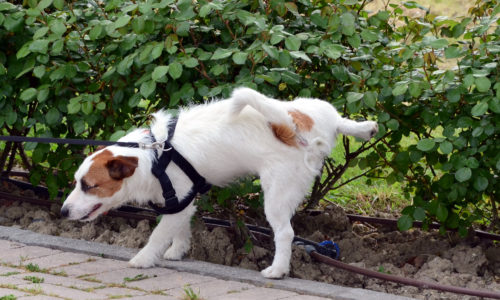 Dog peeing outdoors