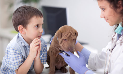Owner watching a veterinarian examine their puppy