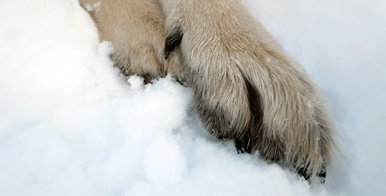 Closeup of dog paws in the snow