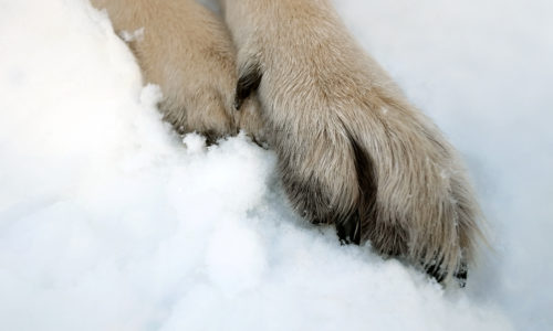 Closeup of dog paws in the snow