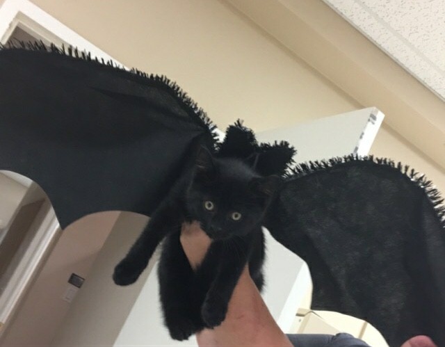 bat costume