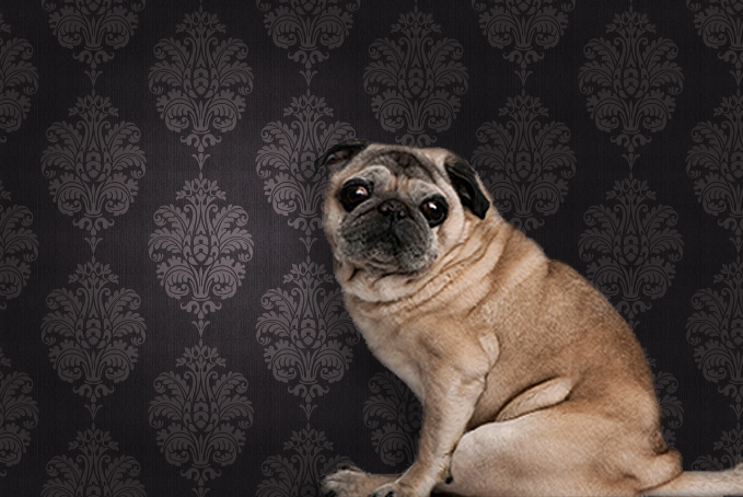 Pug dog against brown pattern wallpaper background