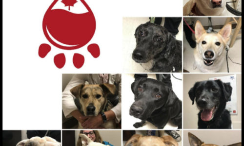 From Top to Bottom and Left to Right: Gria, Sloan, Hachi, Kevin, Chibs, Dexter, Fury, Athena, Maula and Tilley