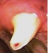 Closeup of a pet's broken tooth