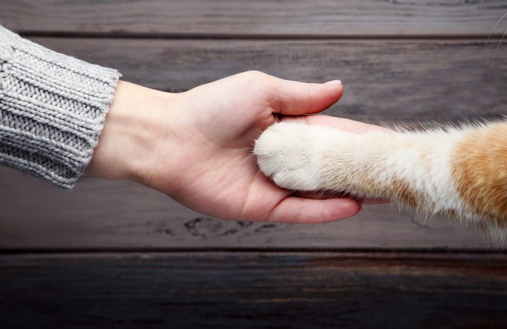 Person holding cat paw