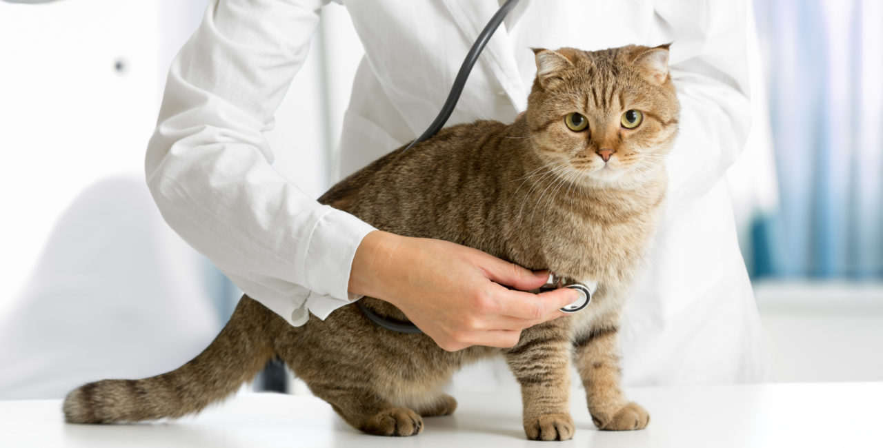 Veterinarian examining a cat