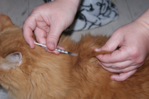 Owner giving their cat an insulin injection