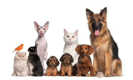 Different types of pets against white background