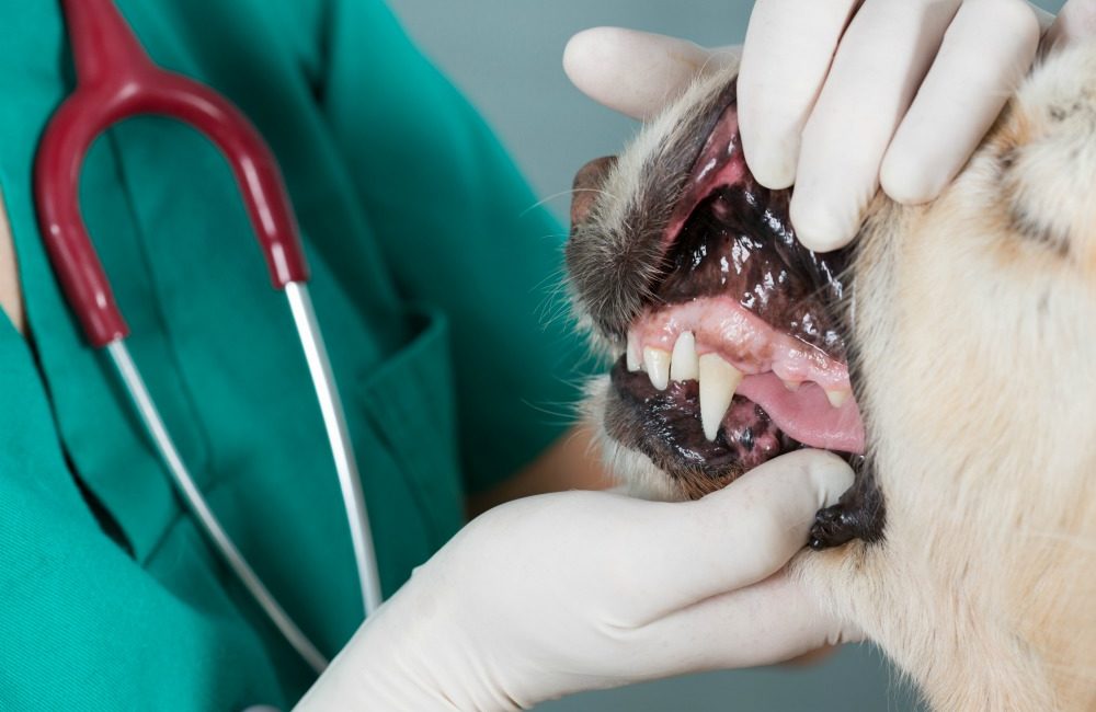Dog getting its teeth examined by a veterinarian