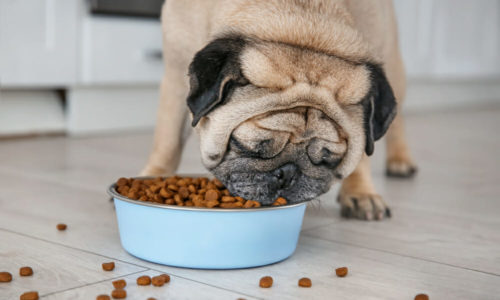 Dog eating from a bowl
