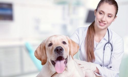 dog-dental-health-care