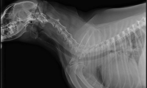 X-ray of a pet