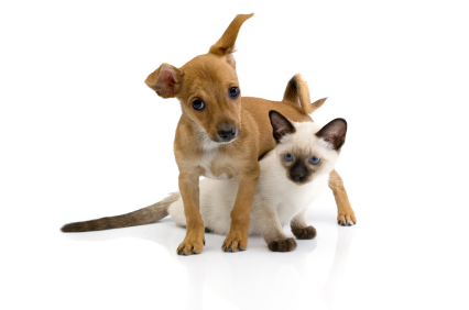 Puppy and kitten against white background