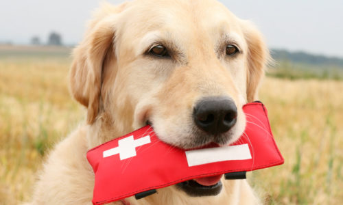 Golden Retriever dog holding a first aid kit