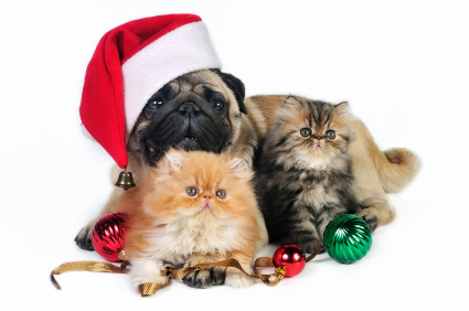 Pug dog wearing Santa hat with two kittens surrounded by Christmas ornaments