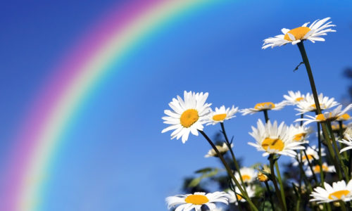 Daisies field under a rainbow