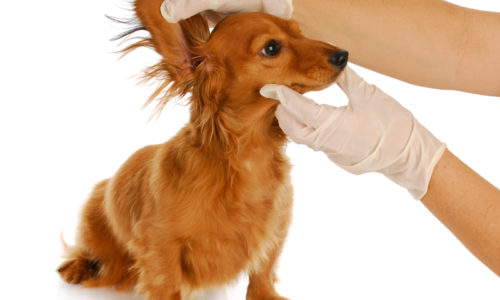 Dachshund dog getting ears examined by a veterinarian