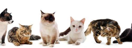 Cats against white background
