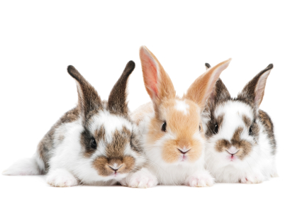 Three bunnies against white background
