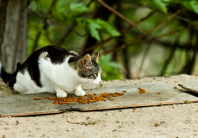 Cat outdoors with dry cat food