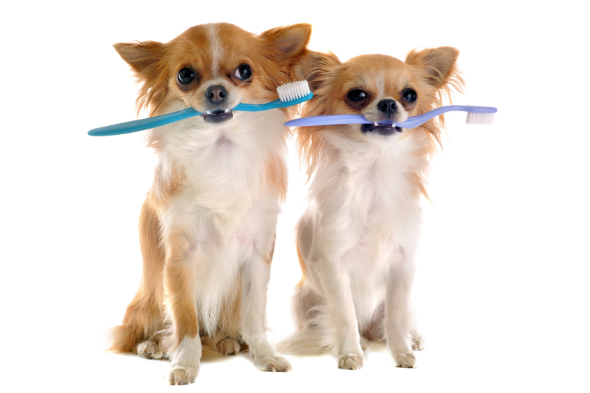 Two dogs holding toothbrushes