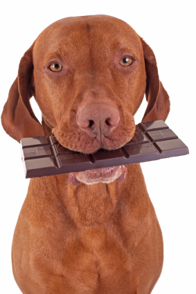 Dog holding a chocolate bar