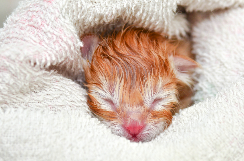 Kitten wrapped in a towel