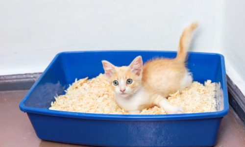 kitty in litter box