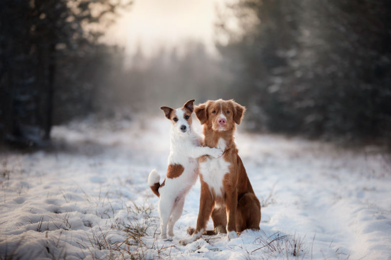 Dogs Sitting In Snow