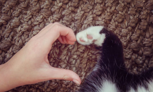 Human hand and pet paw