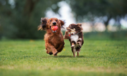 Dogs Playing on a Grass Field