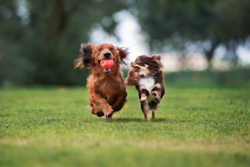 Dogs Playing on a Grass Field