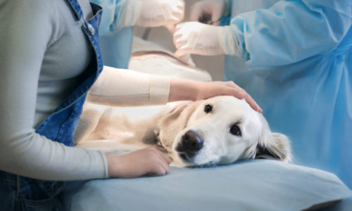 Dog having surgery