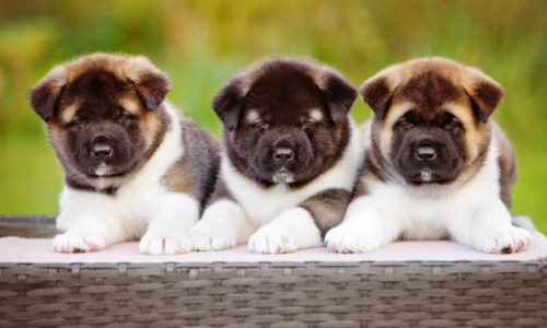 Akita Puppies Sitting Together