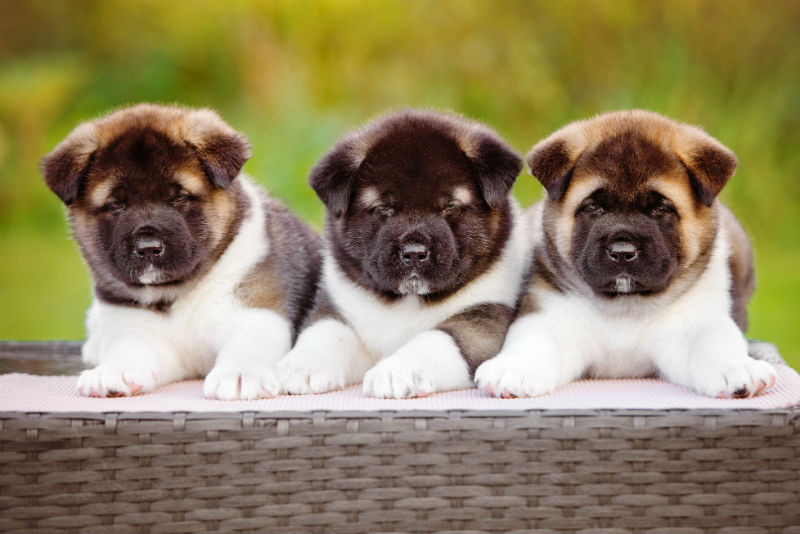 Akita Puppies Sitting Together