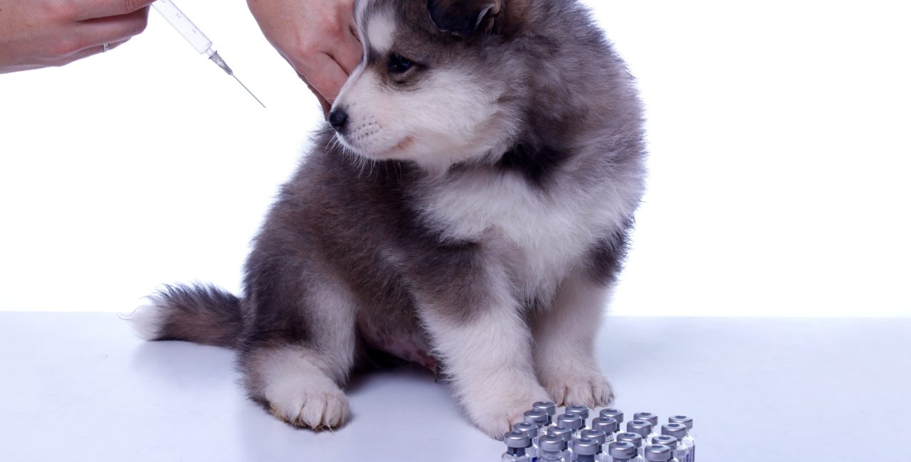Veterinarian giving a puppy an injection
