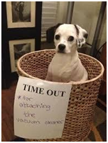 Stella the dog in a Time Out basket