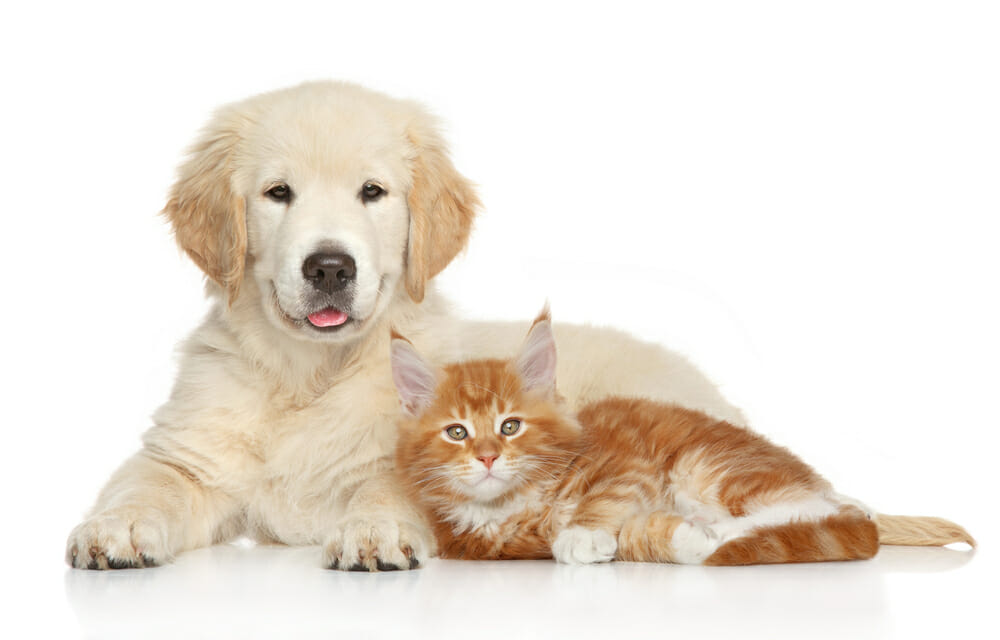 Dog and cat lying down on white background