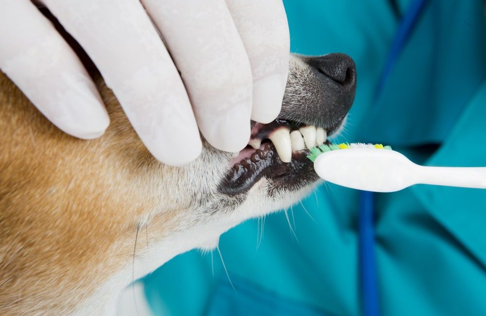 dental-care-dogs